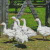 Cute White Geese In The Garden Diamond Painting