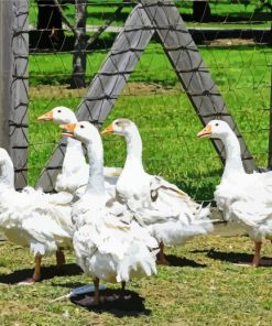 Cute White Geese In The Garden Diamond Painting