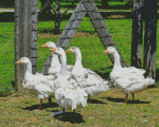 Cute White Geese In The Garden Diamond Painting