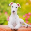 Cute White Greyhound Dog Diamond Painting