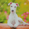 Cute White Greyhound Dog Diamond Painting