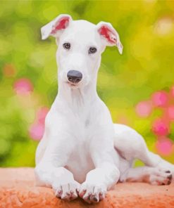 Cute White Greyhound Dog Diamond Painting