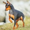 Doberman Pinscher Pet Diamond Painting