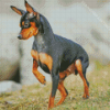 Doberman Pinscher Pet Diamond Painting