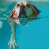 Dog Swimming Diamond Painting