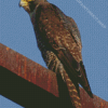 Peregrine Falcon Diamond Painting