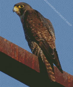 Peregrine Falcon Diamond Painting