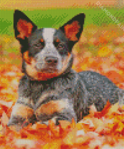 Blue Heeler Diamond Painting