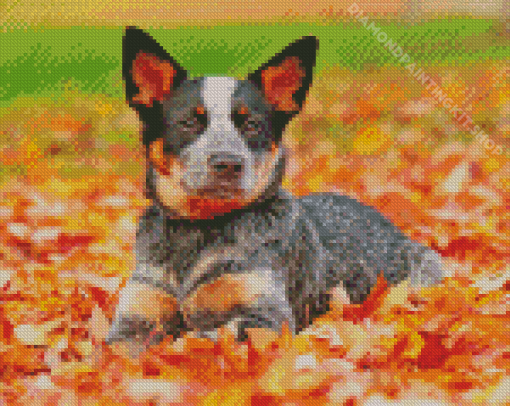 Blue Heeler Diamond Painting