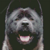 Black American Akita Diamond Painting