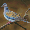 Cool Turtle Dove Diamond Painting