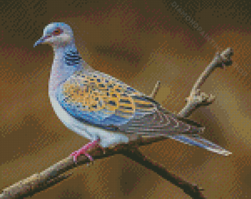 Cool Turtle Dove Diamond Painting