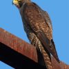 Peregrine Falcon Diamond Painting