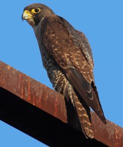 Peregrine Falcon Diamond Painting