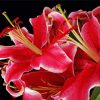 Red Stargazer Lily Flowers Diamond Painting