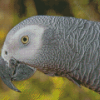 African Parrot Diamond Painting