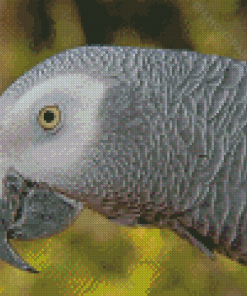 African Parrot Diamond Painting