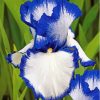 Blue White Bearded Iris Diamond Painting