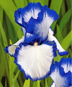 Blue White Bearded Iris Diamond Painting