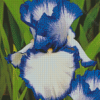 Blue White Bearded Iris Diamond Painting