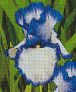 Blue White Bearded Iris Diamond Painting