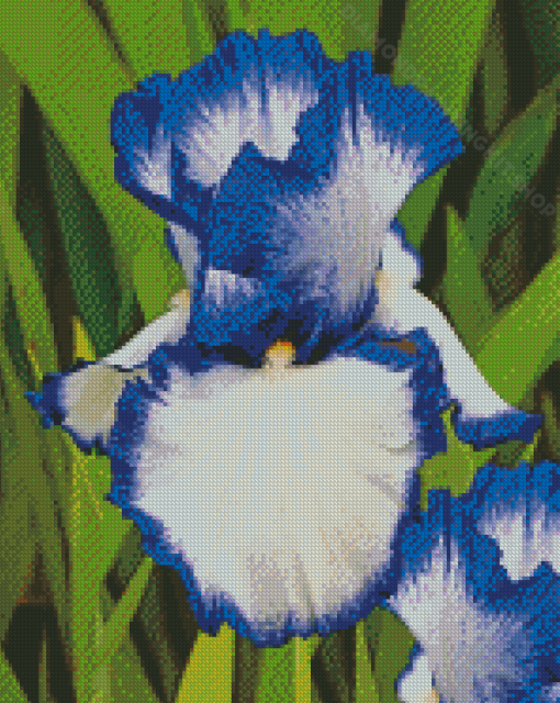 Blue White Bearded Iris Diamond Painting