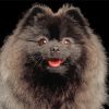 Close Up Black Pomeranian Diamond Painting