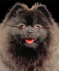 Close Up Black Pomeranian Diamond Painting