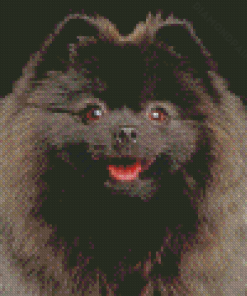 Close Up Black Pomeranian Diamond Painting