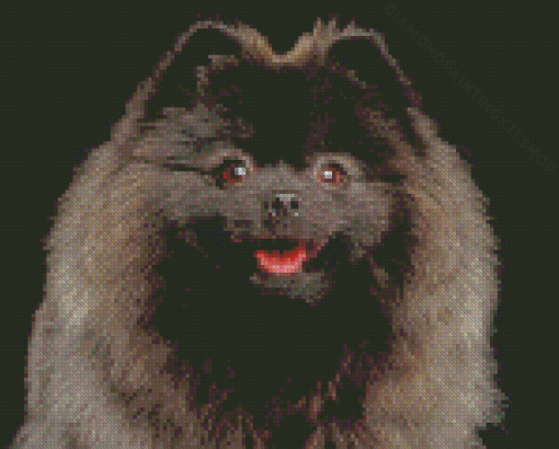 Close Up Black Pomeranian Diamond Painting