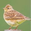 Eurasian Skylark Diamond Painting