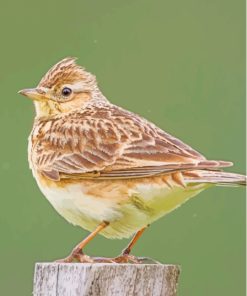 Eurasian Skylark Diamond Painting