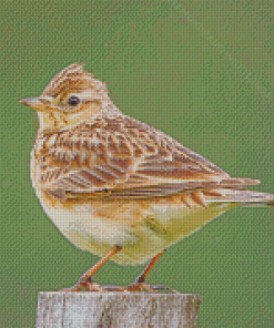 Eurasian Skylark Diamond Painting