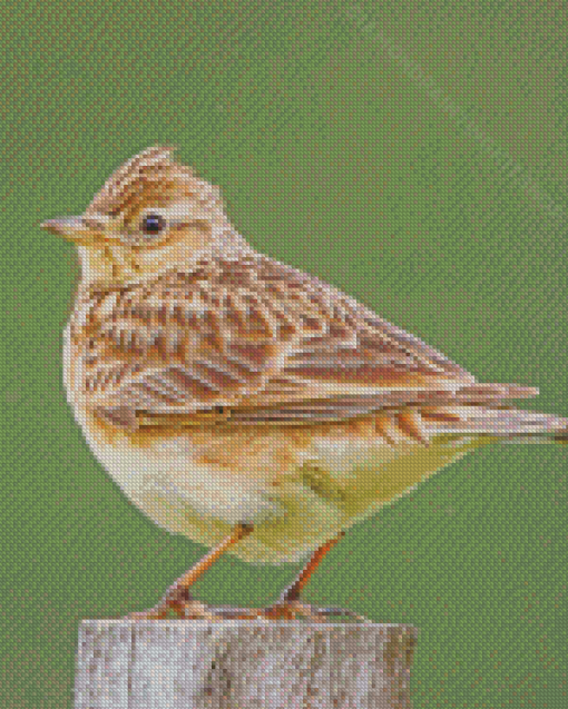 Eurasian Skylark Diamond Painting