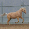 Palomino Horse Diamond Painting