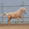 Palomino Horse Diamond Painting