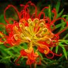 Red And Yellow Grevillea Diamond Painting