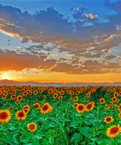 Sunflowers Field Italy Tuscany Diamond Painting