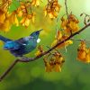 Tui Bird In Kowhai Tree Diamond Painting