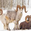 Wild Bighorn Sheep In Winter Diamond Painting