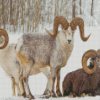 Wild Bighorn Sheep In Winter Diamond Painting