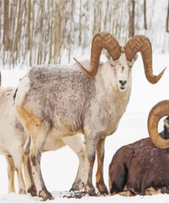 Wild Bighorn Sheep In Winter Diamond Painting