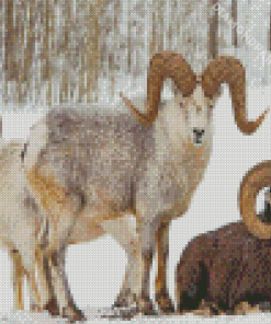 Wild Bighorn Sheep In Winter Diamond Painting