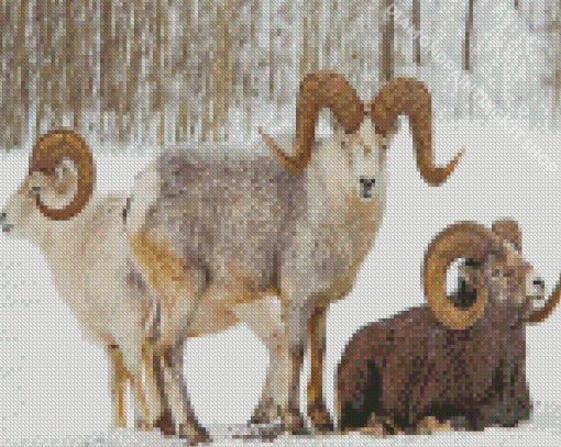 Wild Bighorn Sheep In Winter Diamond Painting