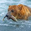 Animal Bear Fishing Diamond Painting