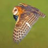 Barn Owl Wings Diamond Painting