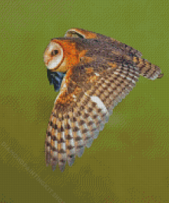 Barn Owl Wings Diamond Painting