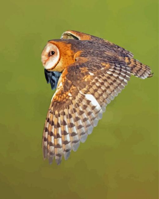 Barn Owl Wings Diamond Painting