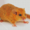 Little Dormouse Animal Diamond Painting