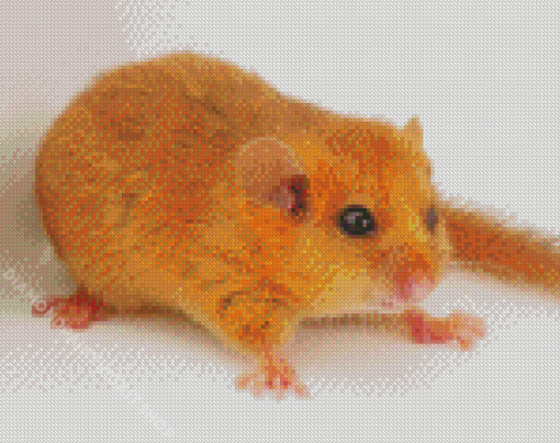 Little Dormouse Animal Diamond Painting